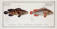 An illustration from Allgemeine Naturgeschichte der Fische. French = Ichtylogie, ou Histoire naturelle : generale et particuliere des poissons (1785)