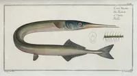 Picture 31 of 416 from Allgemeine Naturgeschichte der Fische. French = Ichtylogie, ou Histoire naturelle : generale et particuliere des poissons (1785), leaf 35