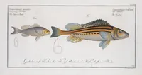 Picture 323 of 416 from Allgemeine Naturgeschichte der Fische. French = Ichtylogie, ou Histoire naturelle : generale et particuliere des poissons (1785), leaf 352