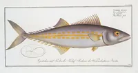 Picture 324 of 416 from Allgemeine Naturgeschichte der Fische. French = Ichtylogie, ou Histoire naturelle : generale et particuliere des poissons (1785), leaf 353