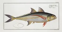 An illustration from Allgemeine Naturgeschichte der Fische. French = Ichtylogie, ou Histoire naturelle : generale et particuliere des poissons (1785)
