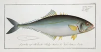Picture 326 of 416 from Allgemeine Naturgeschichte der Fische. French = Ichtylogie, ou Histoire naturelle : generale et particuliere des poissons (1785), leaf 356
