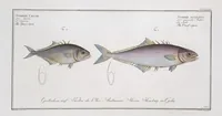 Picture 327 of 416 from Allgemeine Naturgeschichte der Fische. French = Ichtylogie, ou Histoire naturelle : generale et particuliere des poissons (1785), leaf 357