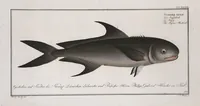 An illustration from Allgemeine Naturgeschichte der Fische. French = Ichtylogie, ou Histoire naturelle : generale et particuliere des poissons (1785)