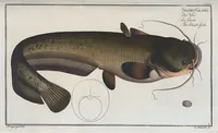 Picture 32 of 416 from Allgemeine Naturgeschichte der Fische. French = Ichtylogie, ou Histoire naturelle : generale et particuliere des poissons (1785), leaf 36