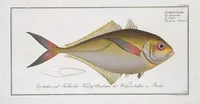 Picture 330 of 416 from Allgemeine Naturgeschichte der Fische. French = Ichtylogie, ou Histoire naturelle : generale et particuliere des poissons (1785), leaf 360
