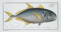 Picture 331 of 416 from Allgemeine Naturgeschichte der Fische. French = Ichtylogie, ou Histoire naturelle : generale et particuliere des poissons (1785), leaf 361