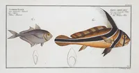 Picture 334 of 416 from Allgemeine Naturgeschichte der Fische. French = Ichtylogie, ou Histoire naturelle : generale et particuliere des poissons (1785), leaf 367