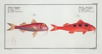 Picture 335 of 416 from Allgemeine Naturgeschichte der Fische. French = Ichtylogie, ou Histoire naturelle : generale et particuliere des poissons (1785), leaf 368