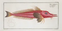 Picture 336 of 416 from Allgemeine Naturgeschichte der Fische. French = Ichtylogie, ou Histoire naturelle : generale et particuliere des poissons (1785), leaf 369