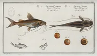 An illustration from Allgemeine Naturgeschichte der Fische. French = Ichtylogie, ou Histoire naturelle : generale et particuliere des poissons (1785)