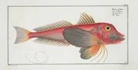 An illustration from Allgemeine Naturgeschichte der Fische. French = Ichtylogie, ou Histoire naturelle : generale et particuliere des poissons (1785)
