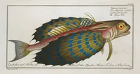 Picture 338 of 416 from Allgemeine Naturgeschichte der Fische. French = Ichtylogie, ou Histoire naturelle : generale et particuliere des poissons (1785), leaf 371