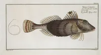 An illustration from Allgemeine Naturgeschichte der Fische. French = Ichtylogie, ou Histoire naturelle : generale et particuliere des poissons (1785)