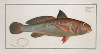 Picture 344 of 416 from Allgemeine Naturgeschichte der Fische. French = Ichtylogie, ou Histoire naturelle : generale et particuliere des poissons (1785), leaf 377