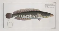 Picture 346 of 416 from Allgemeine Naturgeschichte der Fische. French = Ichtylogie, ou Histoire naturelle : generale et particuliere des poissons (1785), leaf 379