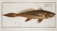 Picture 347 of 416 from Allgemeine Naturgeschichte der Fische. French = Ichtylogie, ou Histoire naturelle : generale et particuliere des poissons (1785), leaf 380