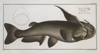 Picture 351 of 416 from Allgemeine Naturgeschichte der Fische. French = Ichtylogie, ou Histoire naturelle : generale et particuliere des poissons (1785), leaf 384
