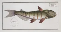Picture 352 of 416 from Allgemeine Naturgeschichte der Fische. French = Ichtylogie, ou Histoire naturelle : generale et particuliere des poissons (1785), leaf 385