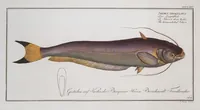 Picture 353 of 416 from Allgemeine Naturgeschichte der Fische. French = Ichtylogie, ou Histoire naturelle : generale et particuliere des poissons (1785), leaf 386