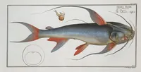 Picture 354 of 416 from Allgemeine Naturgeschichte der Fische. French = Ichtylogie, ou Histoire naturelle : generale et particuliere des poissons (1785), leaf 387