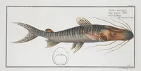 Picture 355 of 416 from Allgemeine Naturgeschichte der Fische. French = Ichtylogie, ou Histoire naturelle : generale et particuliere des poissons (1785), leaf 388