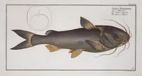 An illustration from Allgemeine Naturgeschichte der Fische. French = Ichtylogie, ou Histoire naturelle : generale et particuliere des poissons (1785)