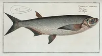 An illustration from Allgemeine Naturgeschichte der Fische. French = Ichtylogie, ou Histoire naturelle : generale et particuliere des poissons (1785)