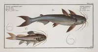 Picture 357 of 416 from Allgemeine Naturgeschichte der Fische. French = Ichtylogie, ou Histoire naturelle : generale et particuliere des poissons (1785), leaf 390
