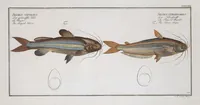 Picture 360 of 416 from Allgemeine Naturgeschichte der Fische. French = Ichtylogie, ou Histoire naturelle : generale et particuliere des poissons (1785), leaf 393