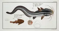An illustration from Allgemeine Naturgeschichte der Fische. French = Ichtylogie, ou Histoire naturelle : generale et particuliere des poissons (1785)