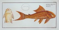 Picture 363 of 416 from Allgemeine Naturgeschichte der Fische. French = Ichtylogie, ou Histoire naturelle : generale et particuliere des poissons (1785), leaf 396
