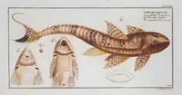 An illustration from Allgemeine Naturgeschichte der Fische. French = Ichtylogie, ou Histoire naturelle : generale et particuliere des poissons (1785)