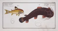 An illustration from Allgemeine Naturgeschichte der Fische. French = Ichtylogie, ou Histoire naturelle : generale et particuliere des poissons (1785)