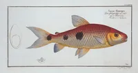 Picture 366 of 416 from Allgemeine Naturgeschichte der Fische. French = Ichtylogie, ou Histoire naturelle : generale et particuliere des poissons (1785), leaf 400