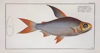 An illustration from Allgemeine Naturgeschichte der Fische. French = Ichtylogie, ou Histoire naturelle : generale et particuliere des poissons (1785)