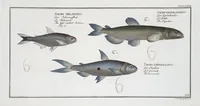 Picture 369 of 416 from Allgemeine Naturgeschichte der Fische. French = Ichtylogie, ou Histoire naturelle : generale et particuliere des poissons (1785), leaf 403