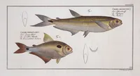 Picture 370 of 416 from Allgemeine Naturgeschichte der Fische. French = Ichtylogie, ou Histoire naturelle : generale et particuliere des poissons (1785), leaf 404