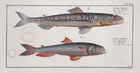 An illustration from Allgemeine Naturgeschichte der Fische. French = Ichtylogie, ou Histoire naturelle : generale et particuliere des poissons (1785)