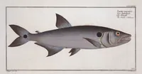 Picture 373 of 416 from Allgemeine Naturgeschichte der Fische. French = Ichtylogie, ou Histoire naturelle : generale et particuliere des poissons (1785), leaf 407