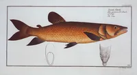 Picture 374 of 416 from Allgemeine Naturgeschichte der Fische. French = Ichtylogie, ou Histoire naturelle : generale et particuliere des poissons (1785), leaf 408