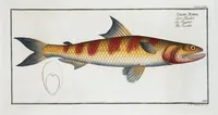 Picture 375 of 416 from Allgemeine Naturgeschichte der Fische. French = Ichtylogie, ou Histoire naturelle : generale et particuliere des poissons (1785), leaf 409