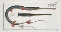 An illustration from Allgemeine Naturgeschichte der Fische. French = Ichtylogie, ou Histoire naturelle : generale et particuliere des poissons (1785)