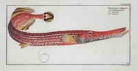 An illustration from Allgemeine Naturgeschichte der Fische. French = Ichtylogie, ou Histoire naturelle : generale et particuliere des poissons (1785)