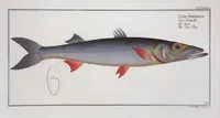Picture 378 of 416 from Allgemeine Naturgeschichte der Fische. French = Ichtylogie, ou Histoire naturelle : generale et particuliere des poissons (1785), leaf 412