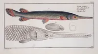 An illustration from Allgemeine Naturgeschichte der Fische. French = Ichtylogie, ou Histoire naturelle : generale et particuliere des poissons (1785)