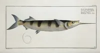 An illustration from Allgemeine Naturgeschichte der Fische. French = Ichtylogie, ou Histoire naturelle : generale et particuliere des poissons (1785)