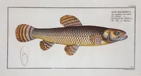 An illustration from Allgemeine Naturgeschichte der Fische. French = Ichtylogie, ou Histoire naturelle : generale et particuliere des poissons (1785)