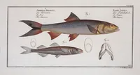 An illustration from Allgemeine Naturgeschichte der Fische. French = Ichtylogie, ou Histoire naturelle : generale et particuliere des poissons (1785)