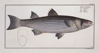 Picture 383 of 416 from Allgemeine Naturgeschichte der Fische. French = Ichtylogie, ou Histoire naturelle : generale et particuliere des poissons (1785), leaf 417